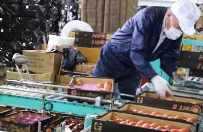 ブランドトマト「美濃のかいづっ子」出荷本格化