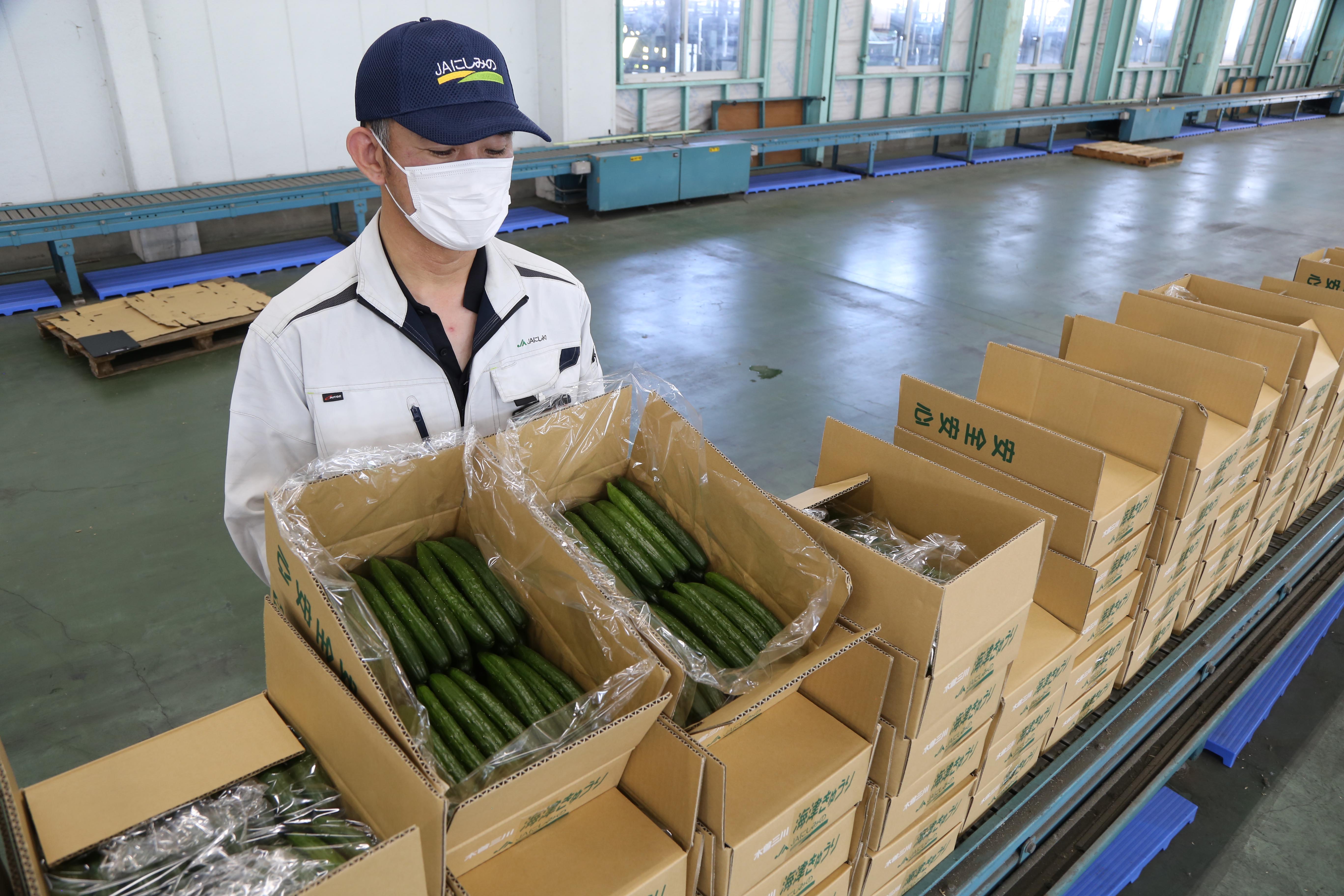 冬春キュウリ出荷始まる/安定出荷で販売強化を