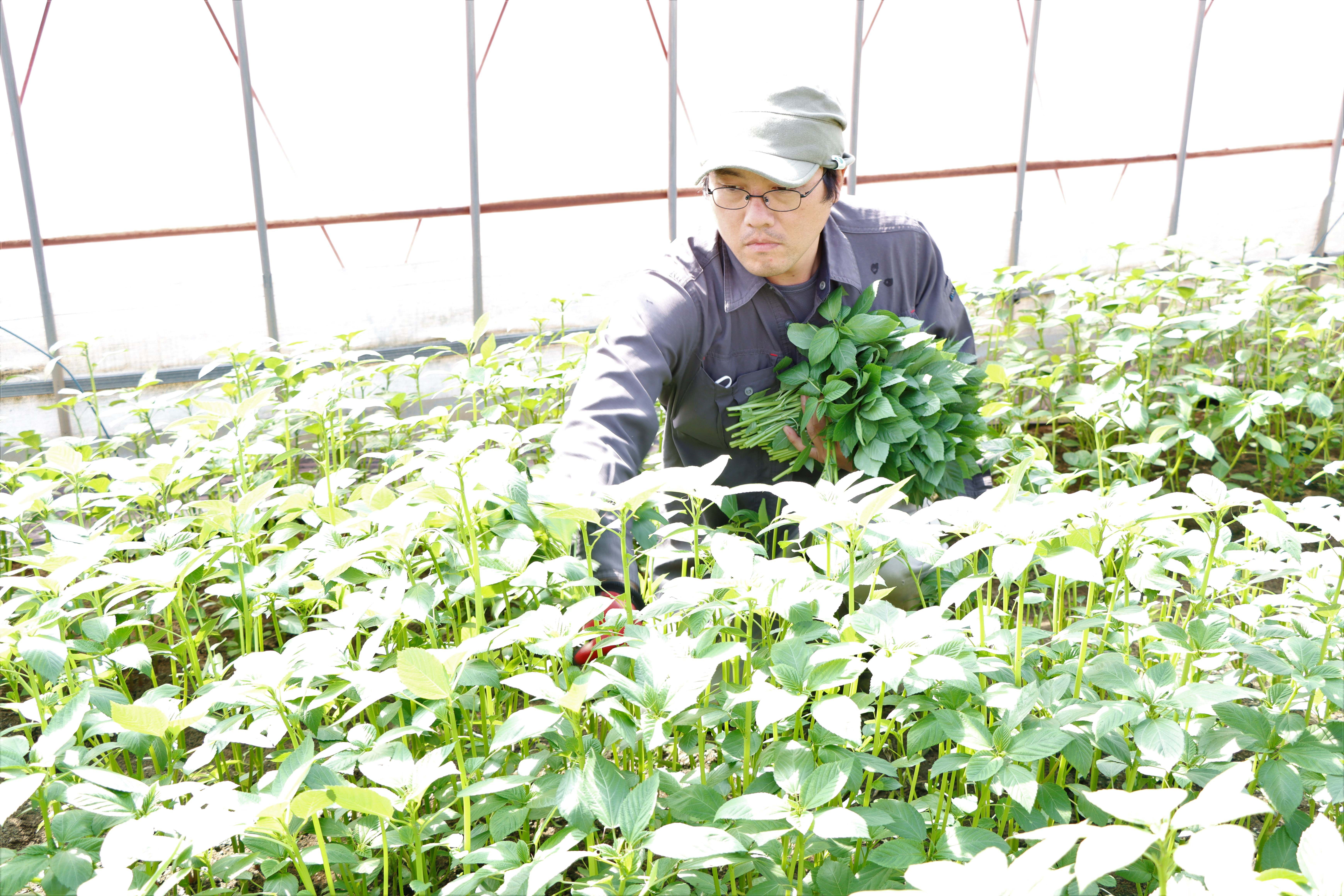 モロヘイヤ出荷本格化 暑い夏を乗り切ろう