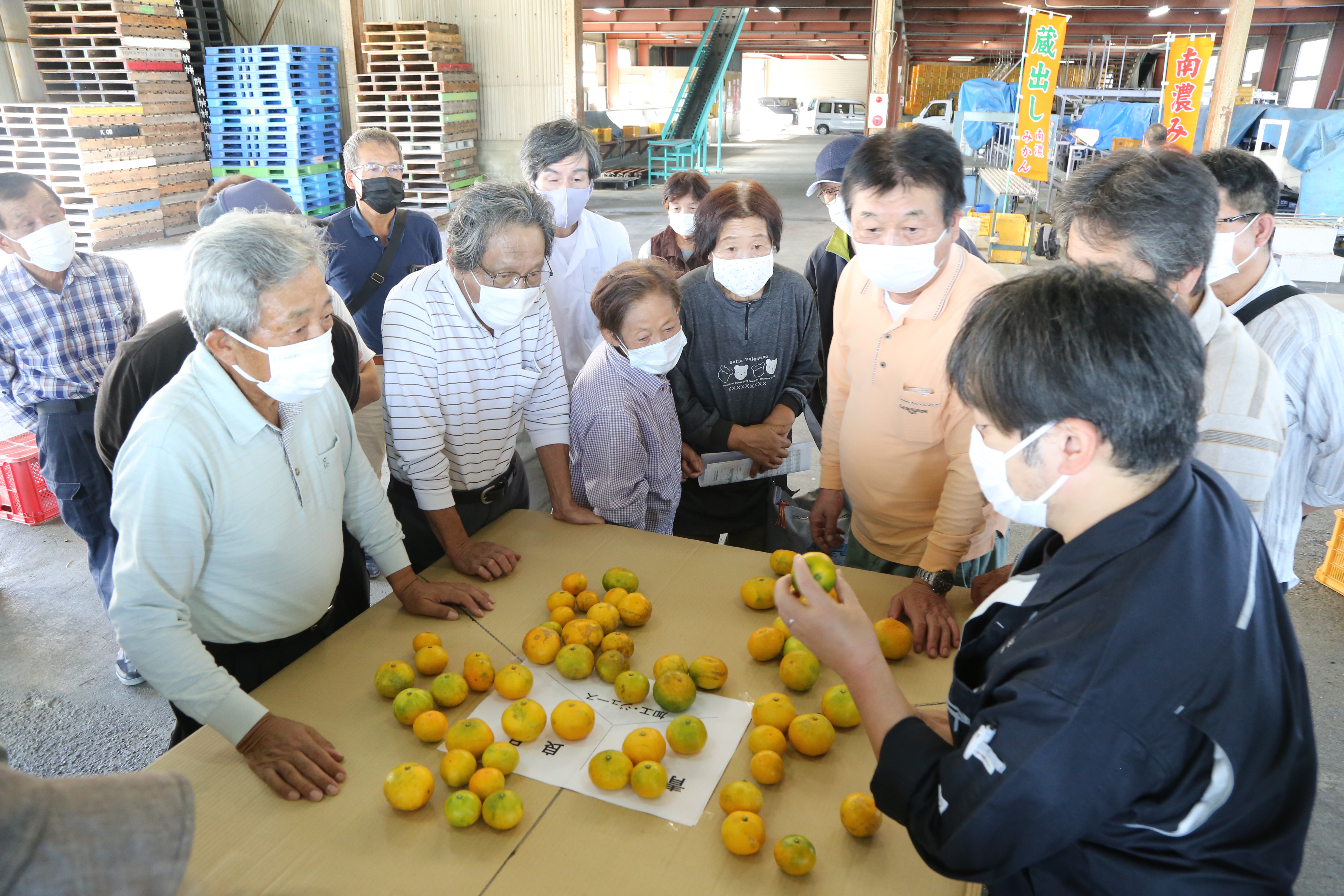 秋の味覚 南濃みかん出荷始まる