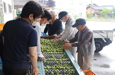 青梅出荷 選別作業で高品質な物を