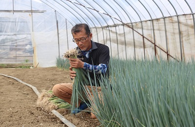 最需要期に向けて グリーンねぎ出荷本格化