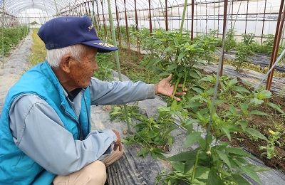 甘長ピーマン出荷本格化 5000ケースの出荷を目指す