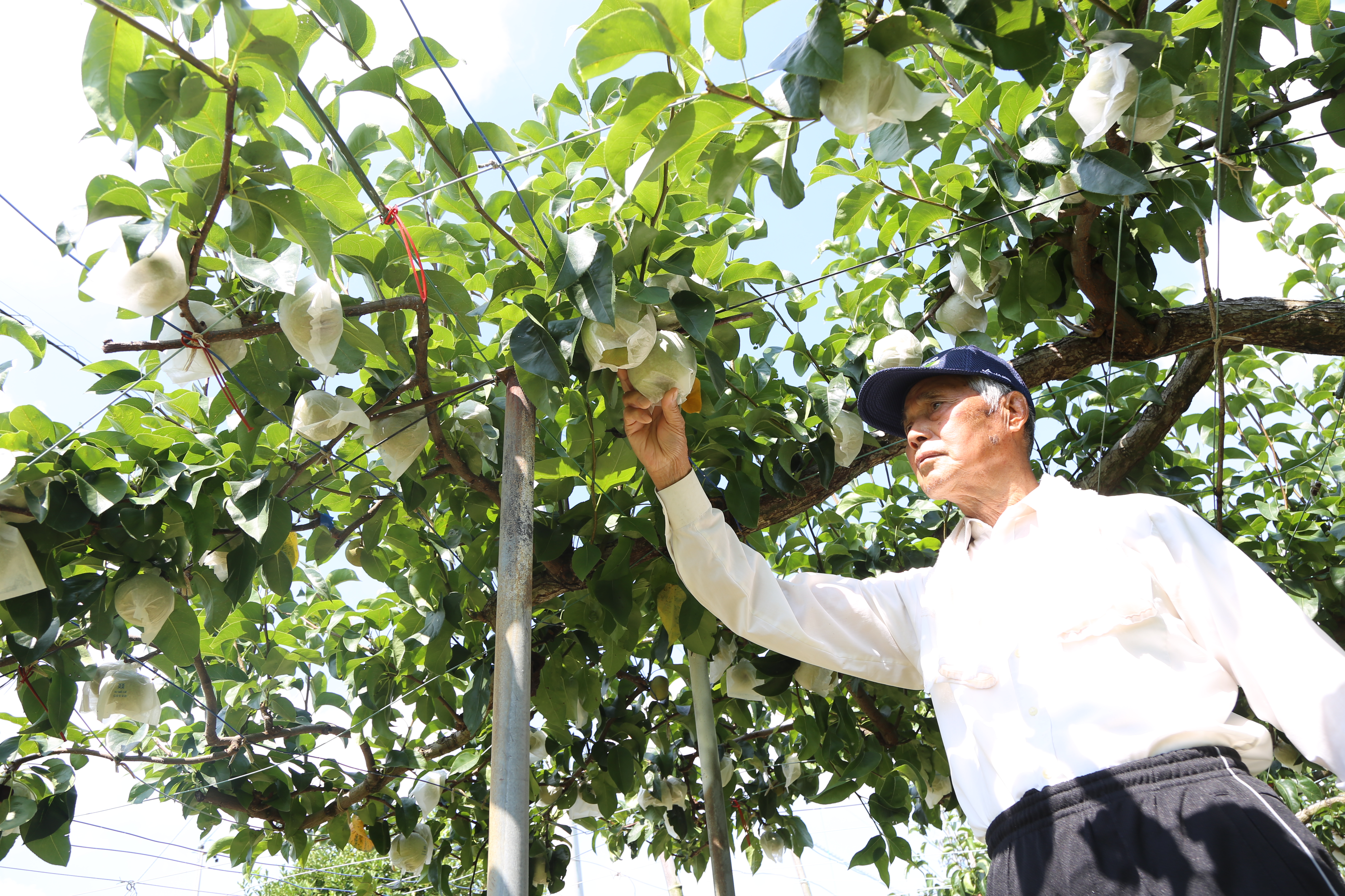 甘さ申し分なし 大垣市、ナシの出荷始まる