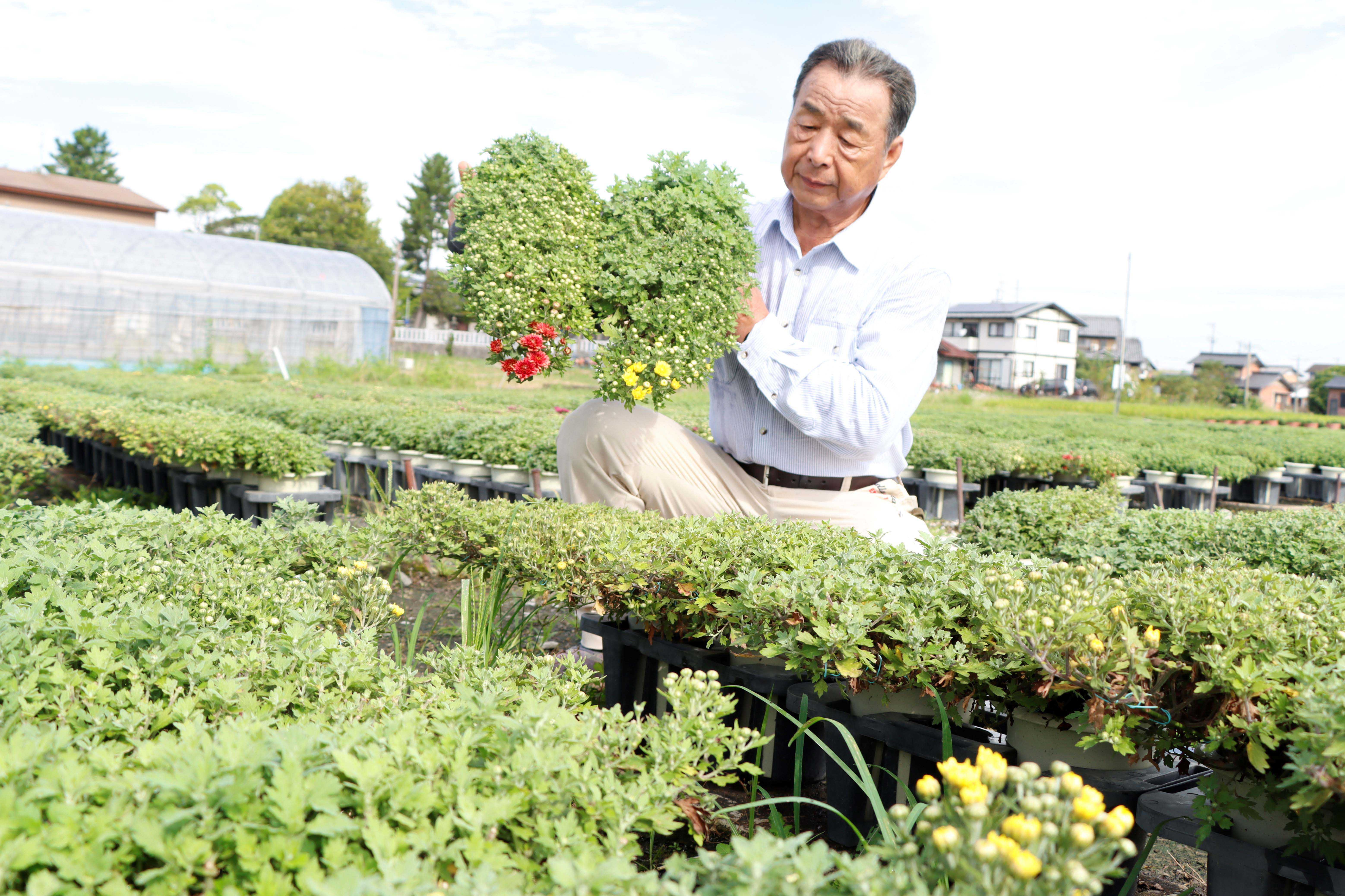 懸崖菊の手入れをする松岡組合長