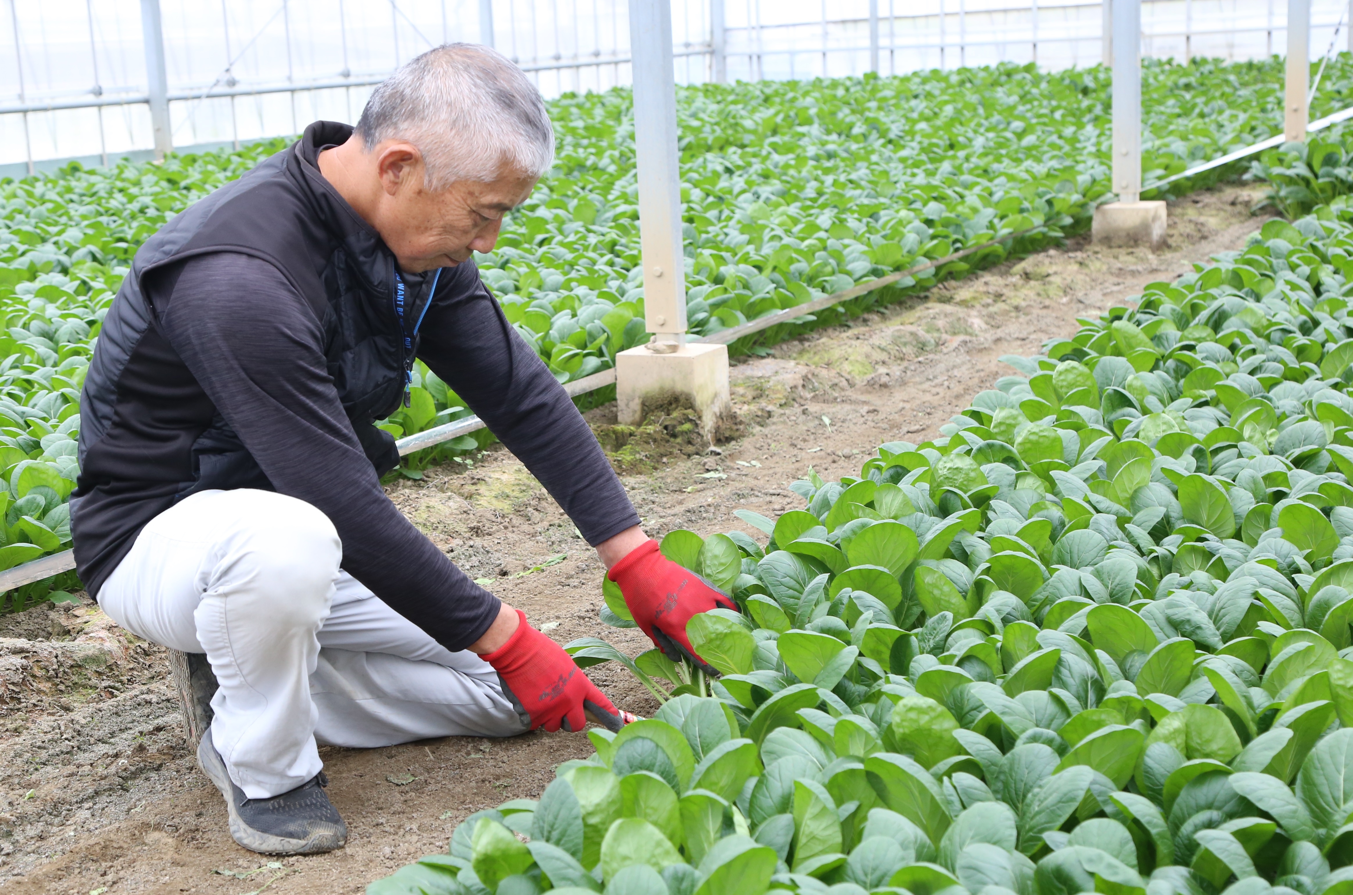 正月のお雑煮に　正月菜限定出荷